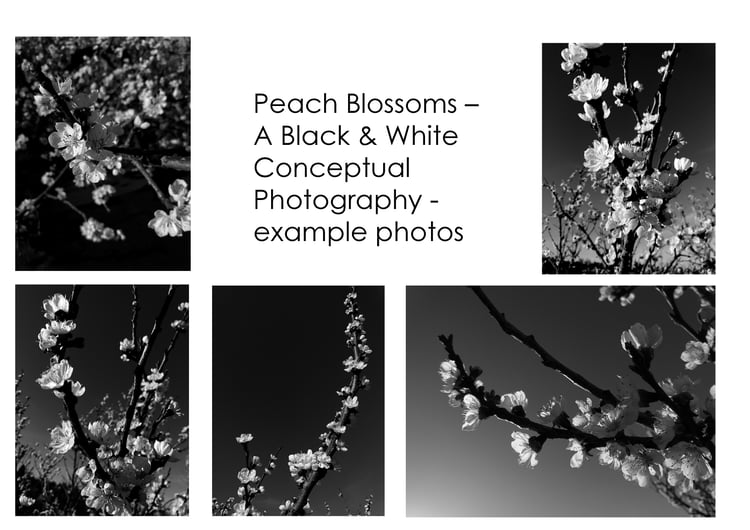 Peach Blossoms - example of photos you are buying