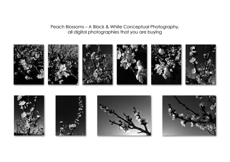 Peach Blossoms - preview of all photos that you are buying.