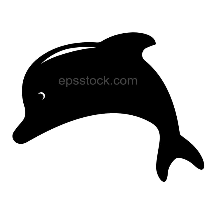 baby dolphin