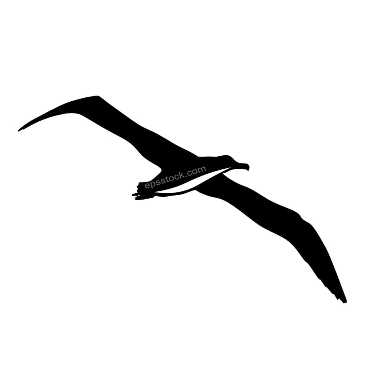 Albatross bird