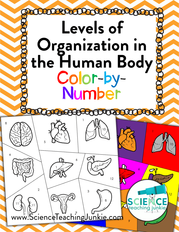 Levels of Organization in the Human Body Color-by-Number