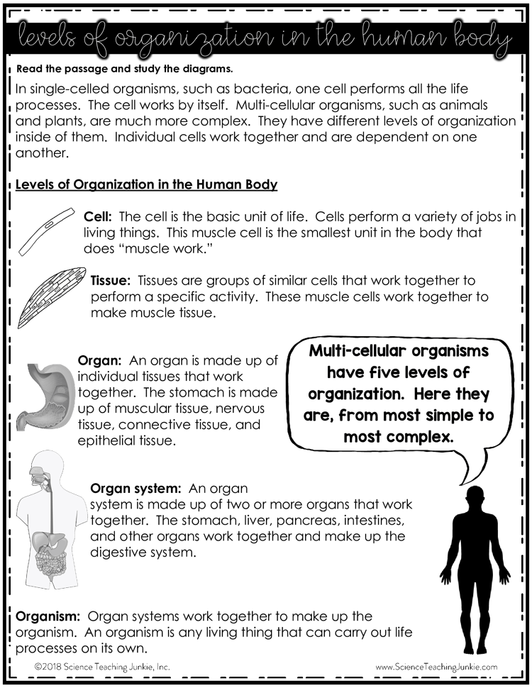 Levels of Organization in the Human Body Color-by-Number