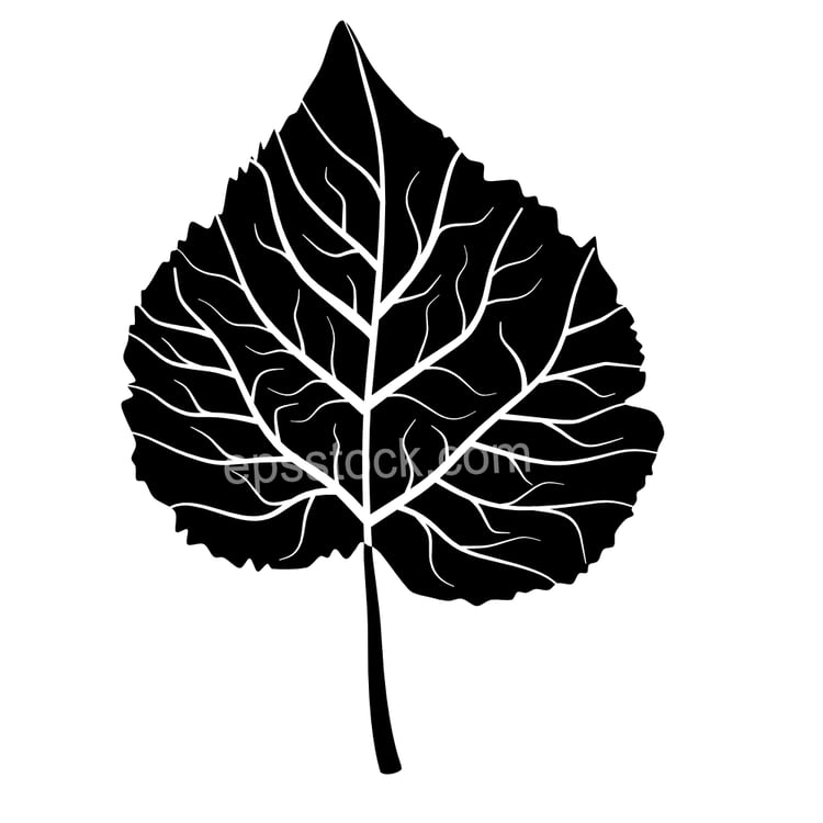 Gympie Gympie leaf