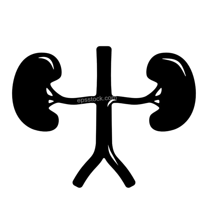 kidney symbol