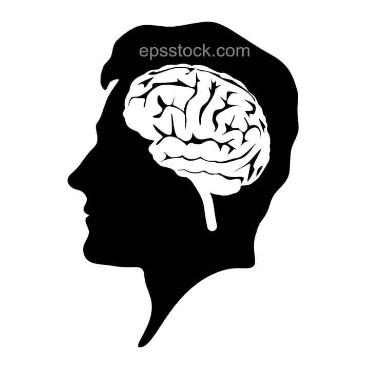 Human head and brain