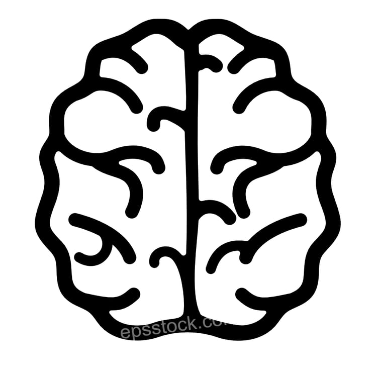 brain top view