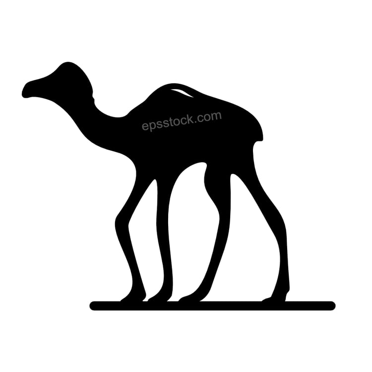 baby camel