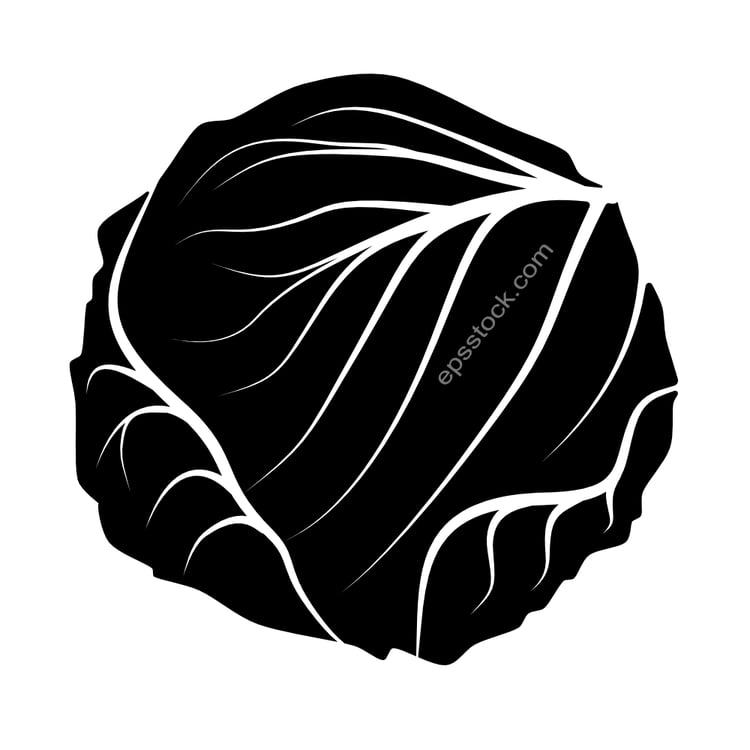 Cabbage