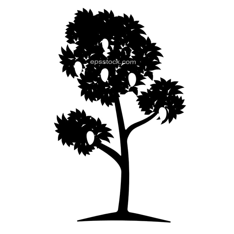 mango tree