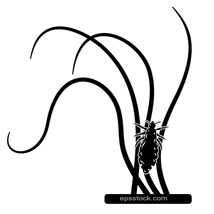 Head Lice
