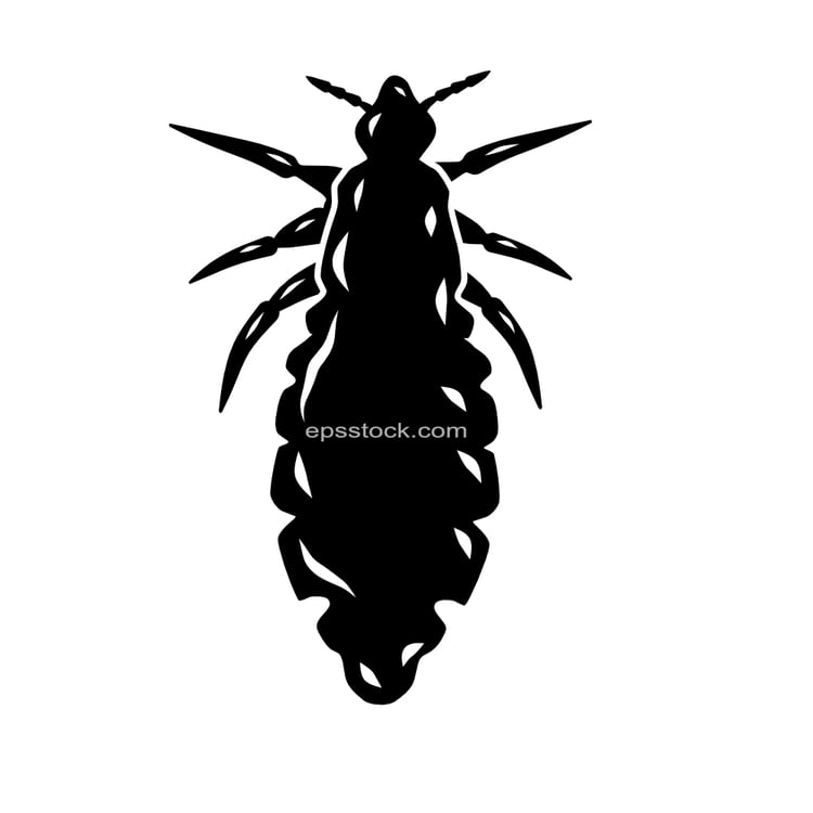 Head Louse
