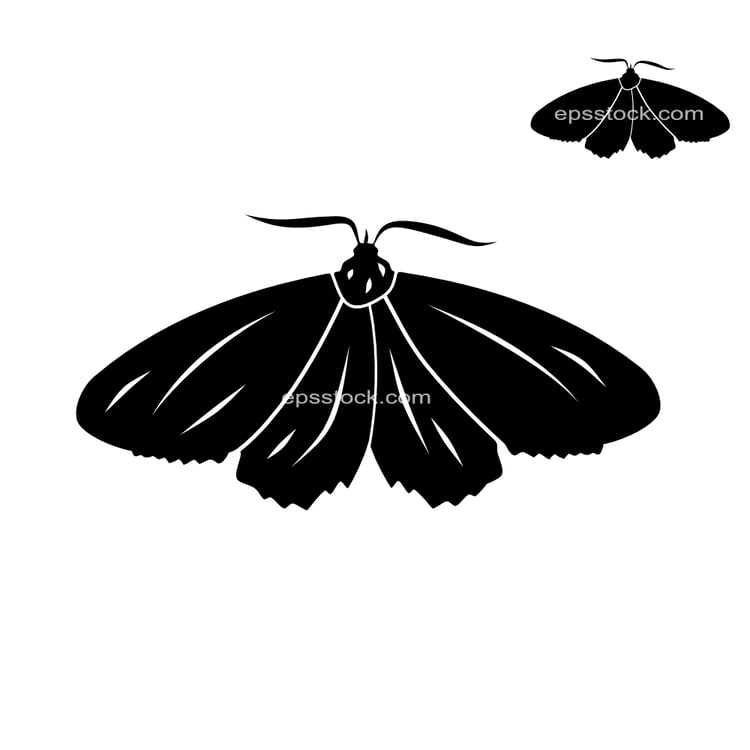 clothes moth
