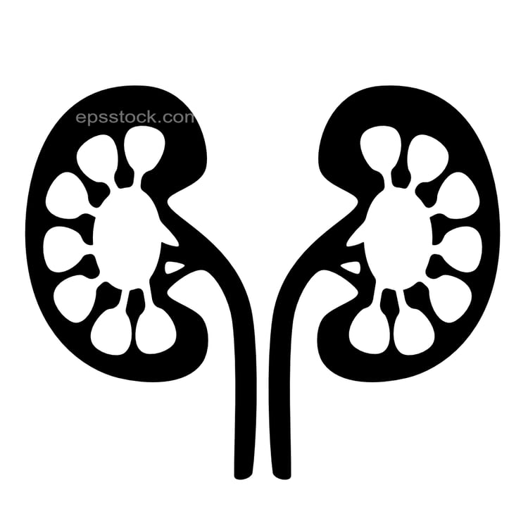 Kidney structure