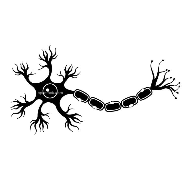 Human sensory neuron
