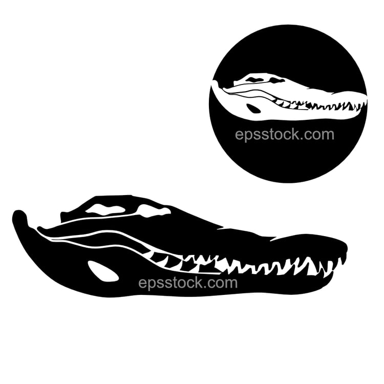 Crocodile Skull
