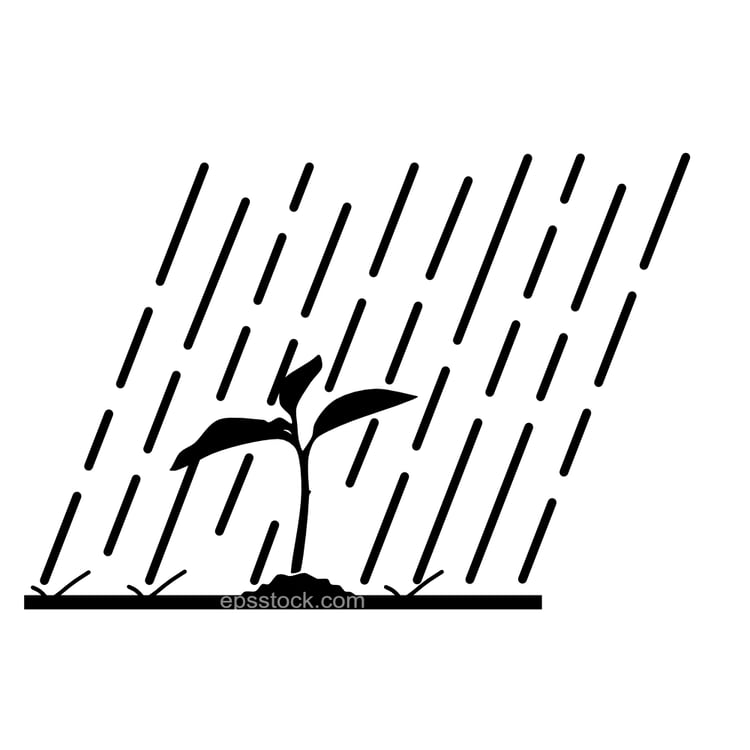 rain and seedling