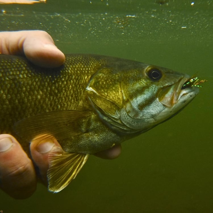 Smallmouth bass with Updated J-lo Bug Drop Shot Bass Fly, caught in Little Beaver Creek, Ohio.