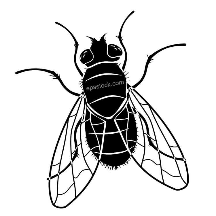 house fly