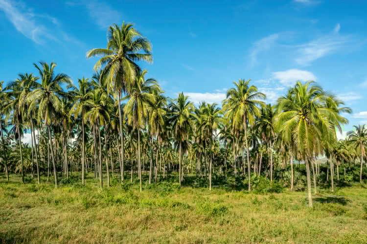 tropical wall art, palm grove photography, green landscape print, tropical home decor, beach house artwork, blue sky photography, exotic nature art, tropical paradise canvas, serene wall decor, digital download landscape