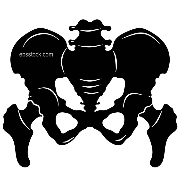 Pelvic Deal Bone