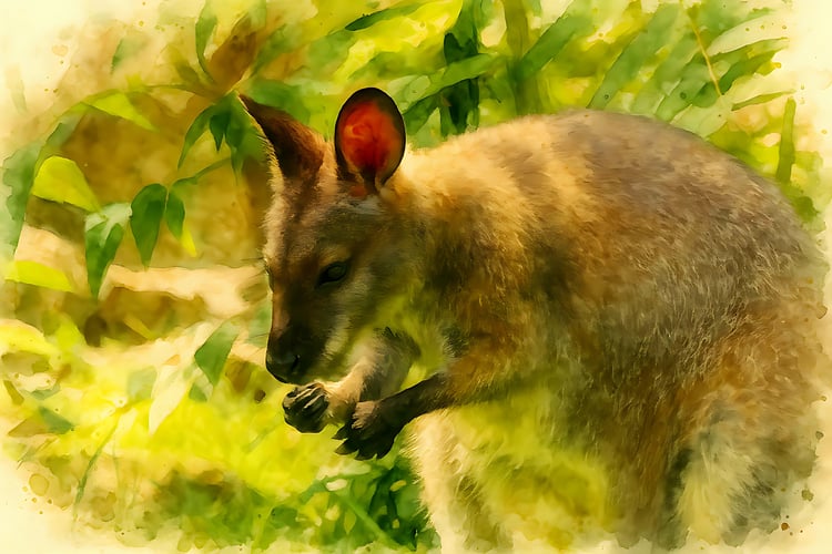 animal in nature, animal portrait, artistic nature, Australian animal, Australian fauna, Australian wildlife art, bush art, cute animal, detailed animal, digital painting, fine art print, forest animal, google images, green landscape, high resolution, hom