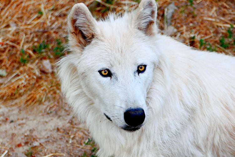 arctic wolf art, dramatic animal portrait, fierce predator, forest creature, google images wolf, high resolution wolf, M.A.L.K photography, majestic wolf, nature lover gift, nature photography, photodeck wildlife, powerful wolf, spiritual wolf art, white