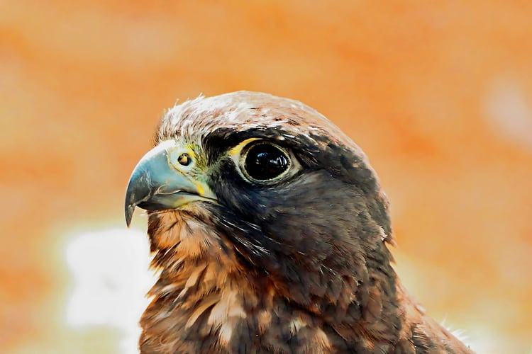 bird art print, bird eye detail, bird in wild, bird of prey, bird photography, bird portrait, dramatic bird photo, falcon art, falcon as totem, falcon close-up, falcon head shot, falcon in focus, falcon photography, falcon symbolism, falcon with orange ba
