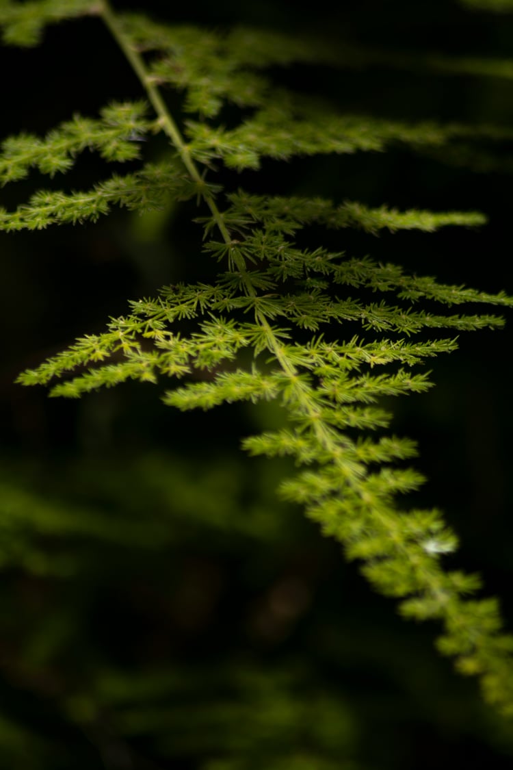 asparagus-fern