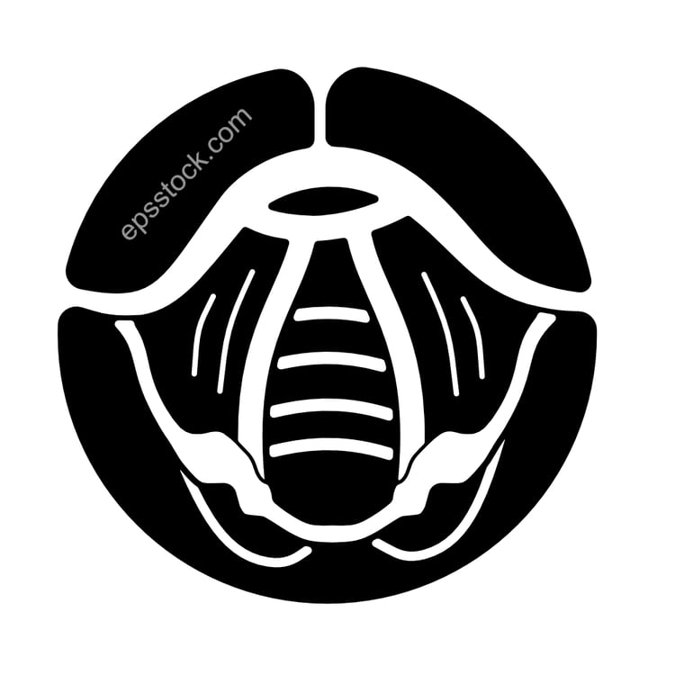 Human vocal cords structure