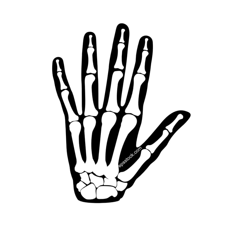 human hand bone structure