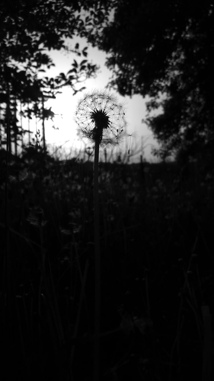 Black and white fine art photo of a dandelion in afternoon backlight.