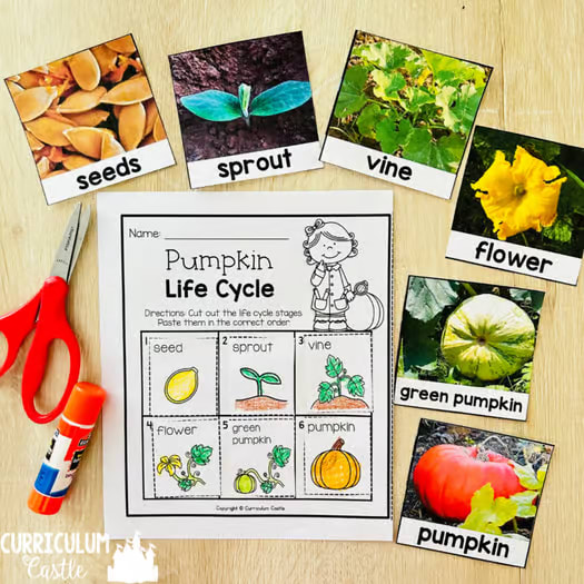 Pumpkin Investigation Unit: All About Pumpkins and Life Cycle