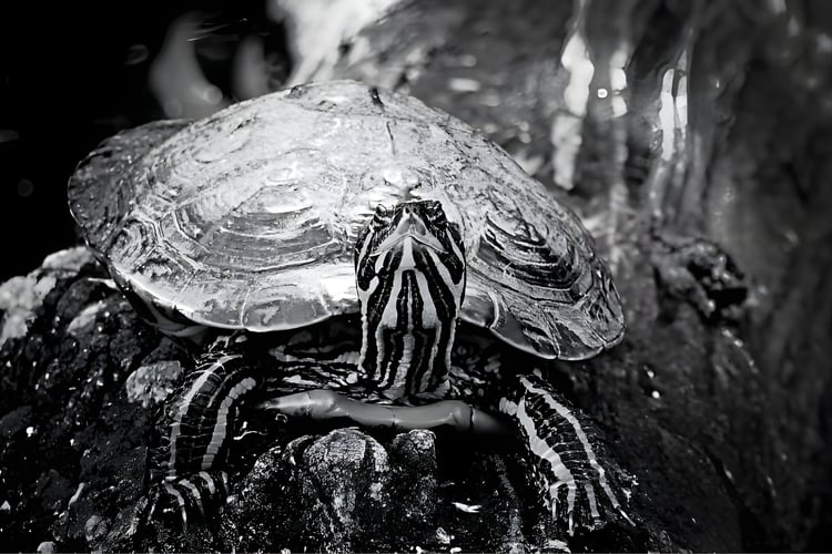 aquatic turtle photography, striped turtle black and white, turtle in water, turtle with stripes, water turtle portrait, monochrome turtle, black and white wildlife, turtle shell patterns, turtle photography art, M.A.L.K photography, photodeck nature phot