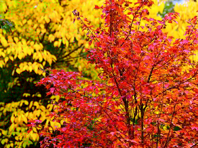 autumn foliage, fall colors, red maple, golden yellow, autumn leaves, fall photography, maple leaves, seasonal nature, vibrant autumn, fall foliage art, autumn colors, red and yellow, autumn trees, fall decor, maple tree, autumn print, seasonal photograph
