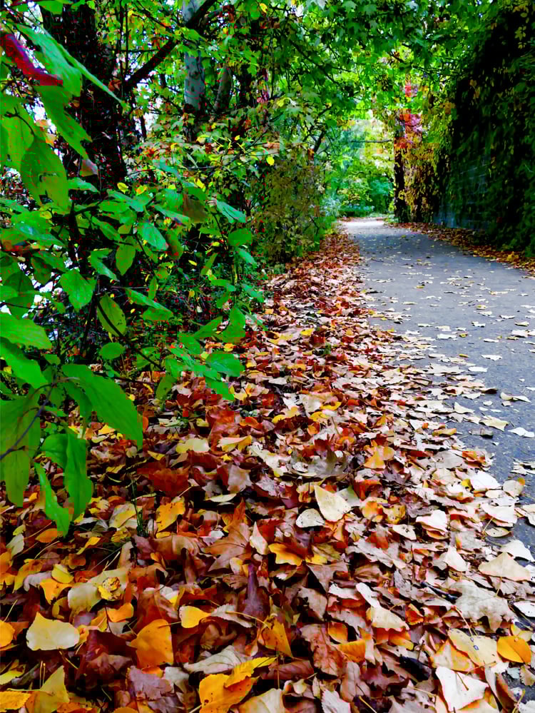 autumn path, fall pathway, autumn leaves, fall foliage, autumn trail, forest path, autumn landscape, fall nature, leaf-covered path, autumn walk, fall hiking, seasonal photography, autumn forest, vibrant fall colors, autumn journey, woodland path, fall le