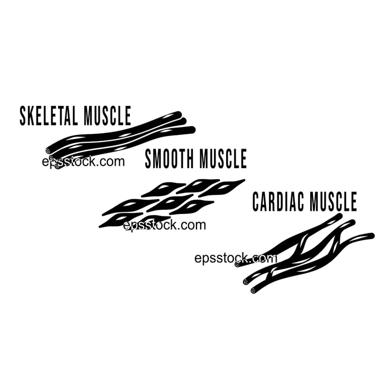 Human types of muscle cells skeletal