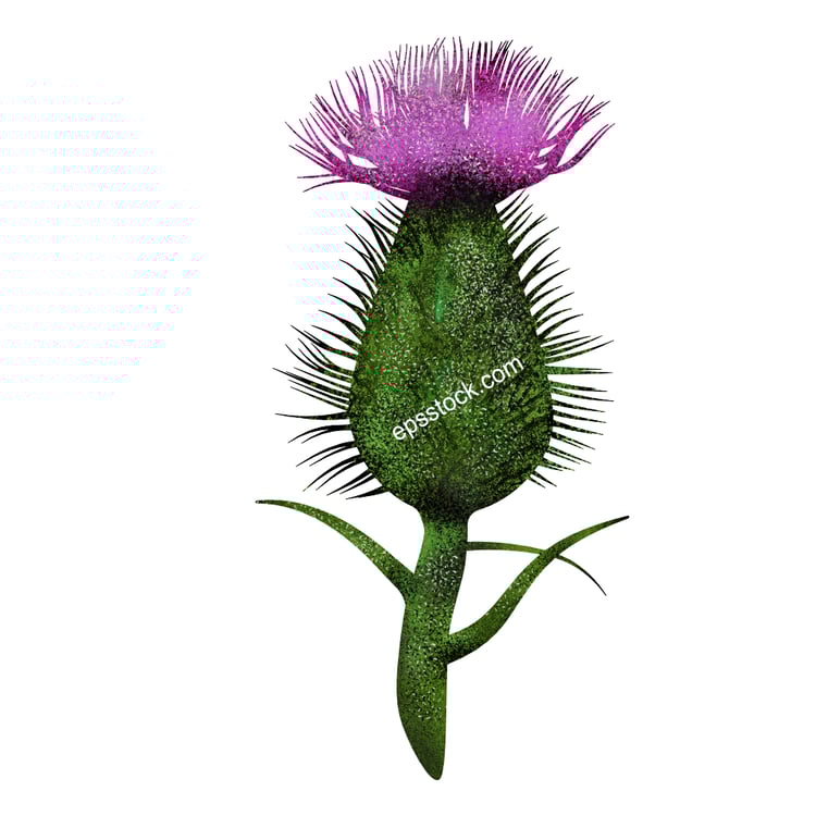 Blue thistle