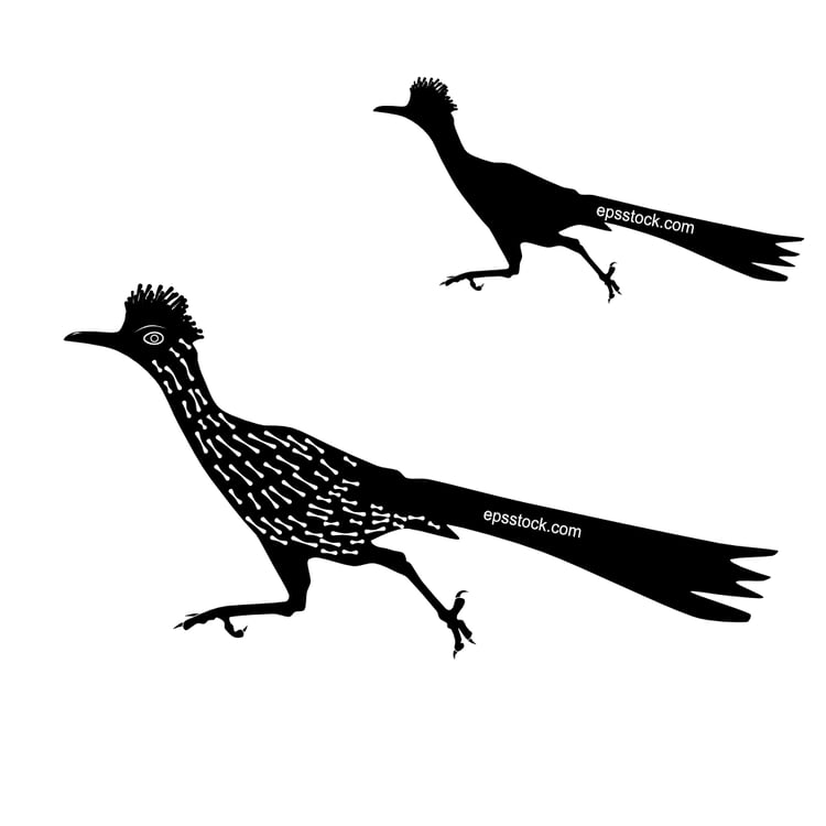 Roadrunner Bird
