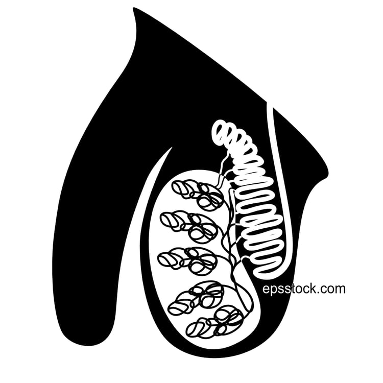 Human testicle anatomy