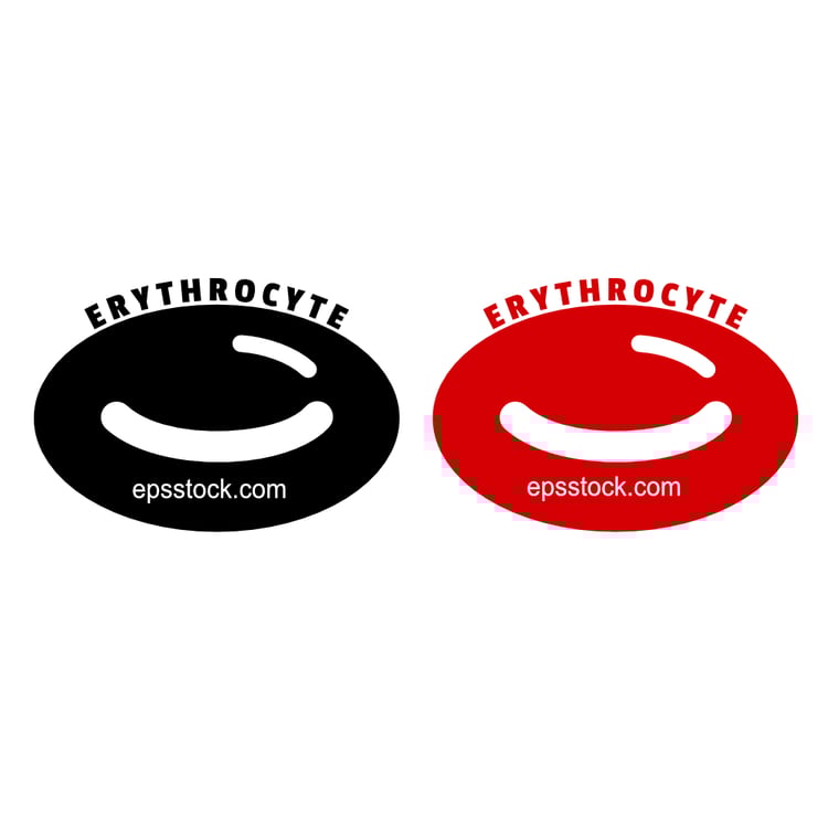 Erythrocyte