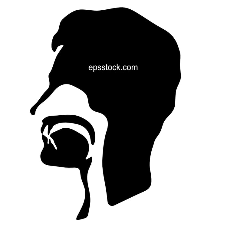 Human throat