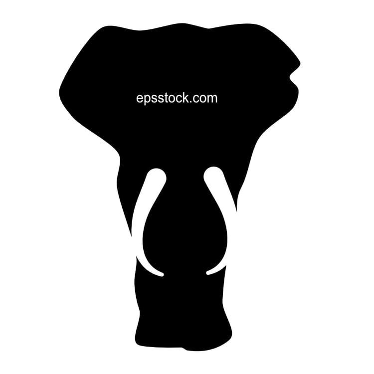 elephant front view,