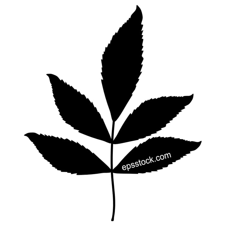Ash leaf