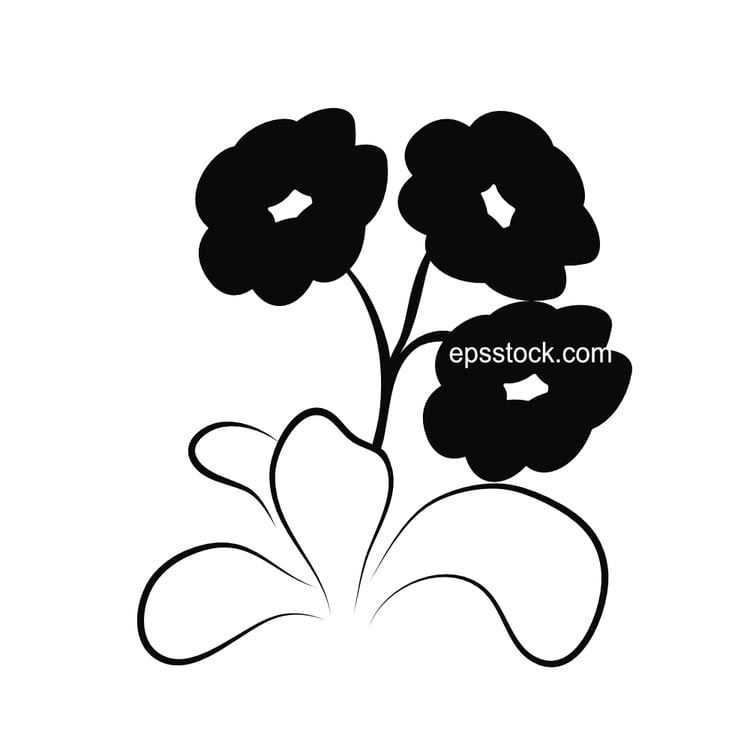 growing primula auriculas