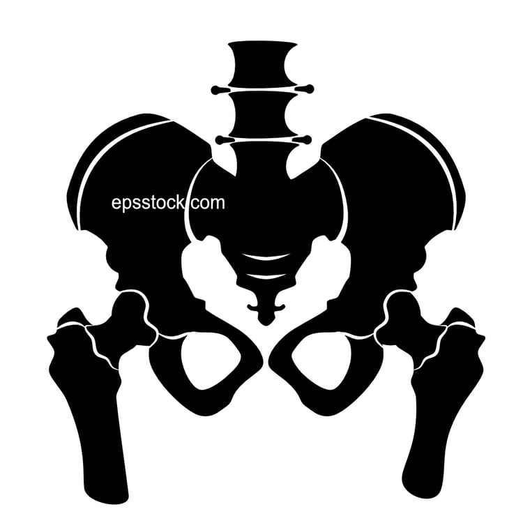 Bony pelvis
