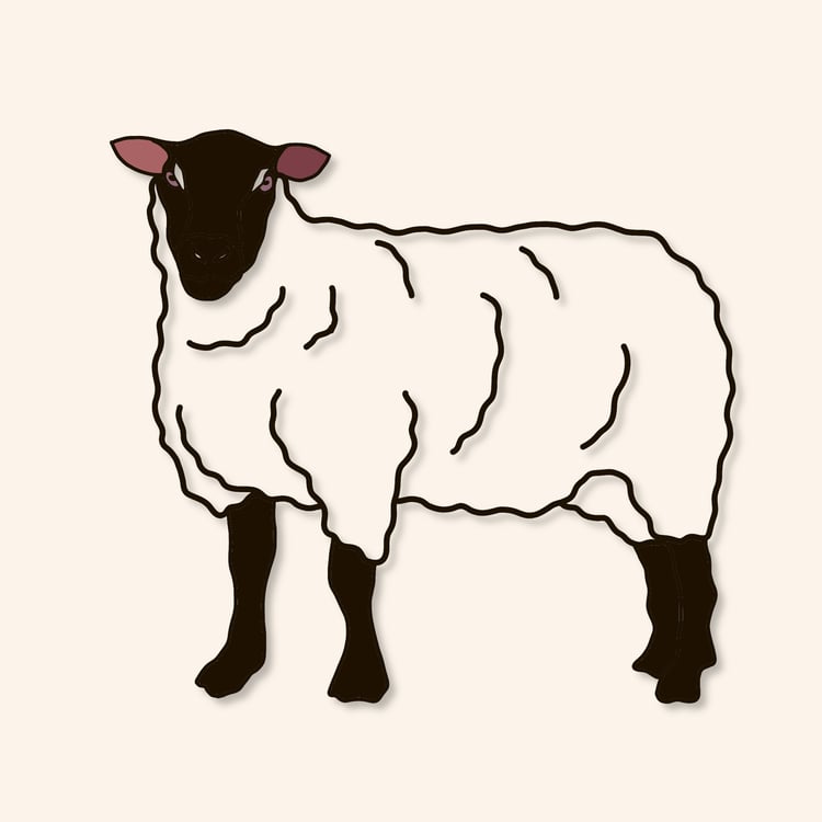 a sheep