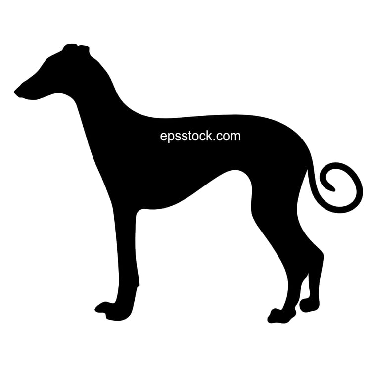 short haired Sighthound