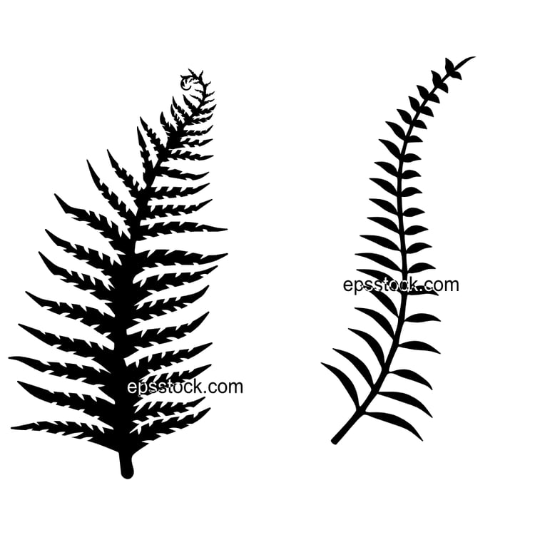 Silver Fern emblem