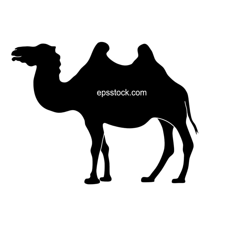 Bactrian camel