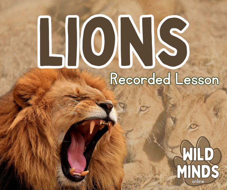 Lions Learning Pack - Payhip